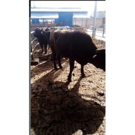 萬邦清真肉类养殖场景 萬邦清真肉类养殖场景