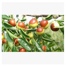 山东阳信润丰农业科技有限公司