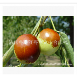 沾化冬映红冬枣专业合作社