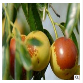 滨州市沾化区麦馃馃冬枣专业合作社