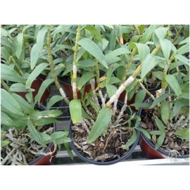 山东博宇生物科技有限公司