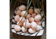 农家自养土鸡蛋