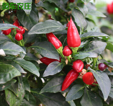 QQ截图20160524155524