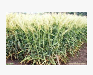 QQ截图20160524164914