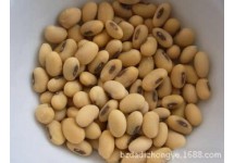 黄豆种子