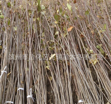 QQ截图20160525113748