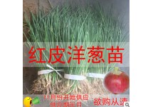 红皮洋葱苗