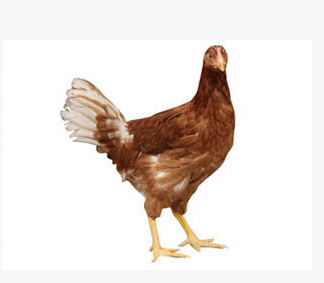 QQ截图20160526113745