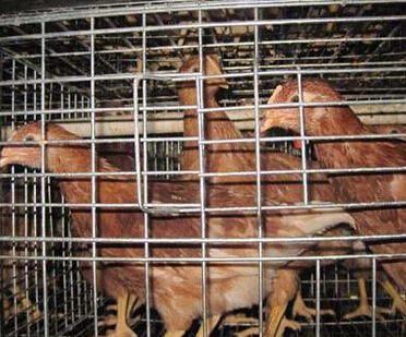 QQ截图20160526114407