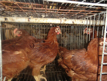 QQ截图20160526114450