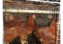 60天脱温青年鸡