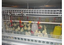 60-90日龄青年鸡