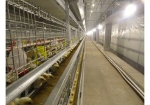 海兰系列青年鸡