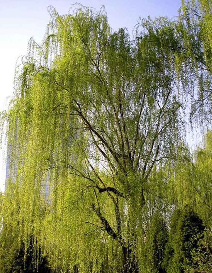 垂柳.jpg