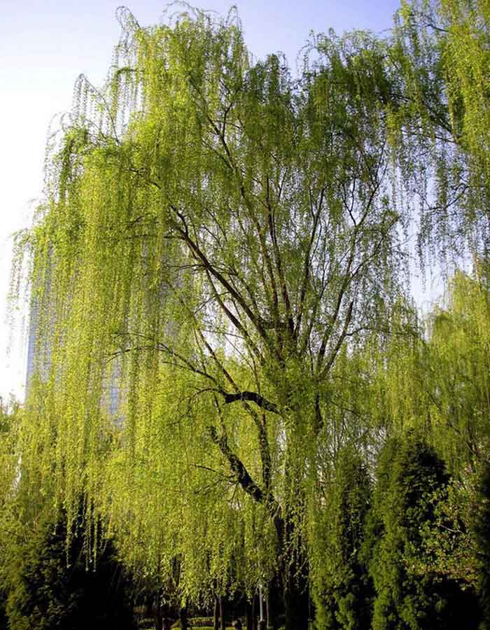 垂柳.jpg