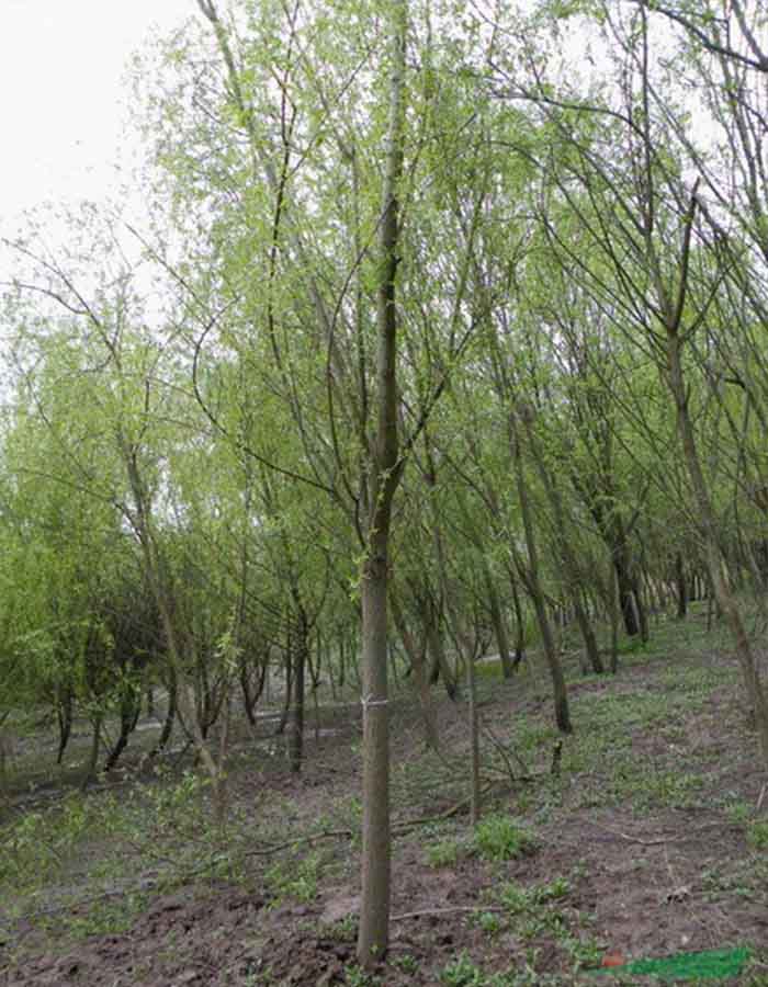 柳树1.jpg